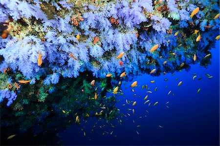 fishes in the coral reef - Underwater Life Stock Photo - Rights-Managed, Code: 859-08244586