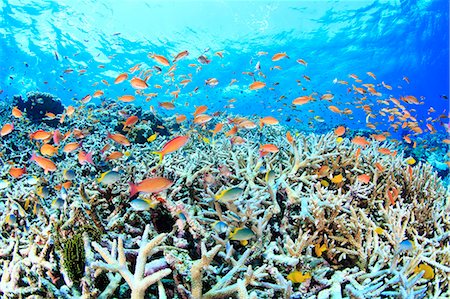 Underwater Life Photographie de stock - Rights-Managed, Code: 859-08244594