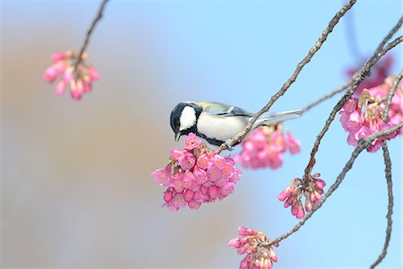 spring tree nobody flower pink sky - Japanese Tit Stock Photo - Rights-Managed, Code: 859-08244599