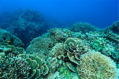 pez tropical - Underwater Life Foto de stock - Con derechos protegidos, Código: 859-08244591