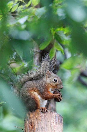 Japanese Squirrel Photographie de stock - Rights-Managed, Code: 859-08244606