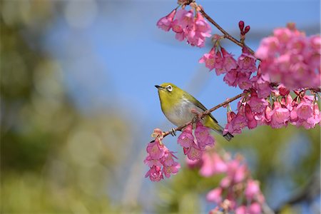 simsearch:859-07150262,k - Japanese White Eye Photographie de stock - Rights-Managed, Code: 859-08244600