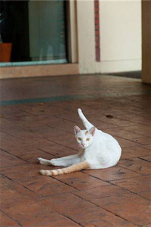 Cat Portrait Photographie de stock - Rights-Managed, Code: 859-08244616