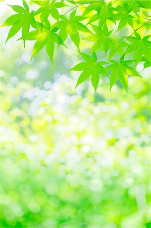 spring maple trees pictures - Green maple leaves Photographie de stock - Rights-Managed, Code: 859-08357824