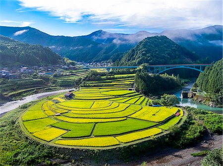 rice fields or rice farms - Tokushima Prefecture, Japan Stock Photo - Rights-Managed, Code: 859-08357845