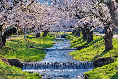 sakura-baum - Fukushima Prefecture, Japan Stockbilder - Lizenzpflichtiges, Bildnummer: 859-08357983