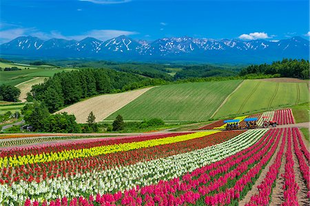 field of pink flowers - Hokkaido, Japan Stock Photo - Rights-Managed, Code: 859-08358034