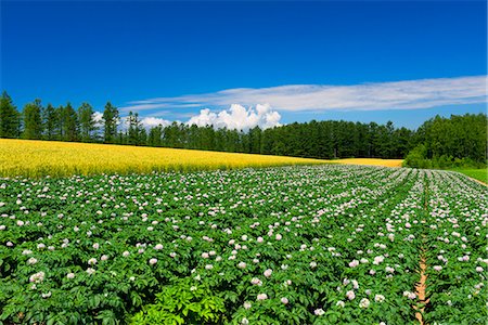 potato flower hokkaido - Hokkaido, Japan Stock Photo - Rights-Managed, Code: 859-08358052