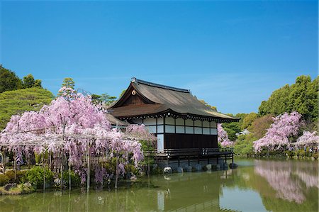 sakura japanese cherry trees - Kyoto, Japan Stock Photo - Rights-Managed, Code: 859-08358092