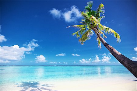 palm trees in the sky - Guam Stock Photo - Rights-Managed, Code: 859-08358185