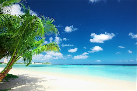 palm tree beach - Guam Stock Photo - Rights-Managed, Code: 859-08358191