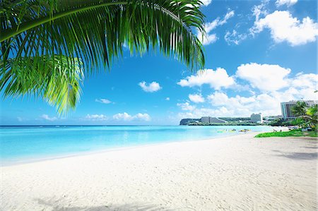 palm tree in beach - Guam Stock Photo - Rights-Managed, Code: 859-08358207