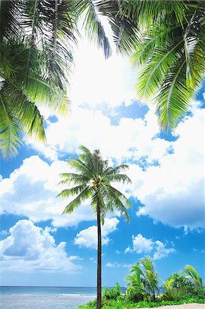 palm - Guam Stock Photo - Rights-Managed, Code: 859-08358219