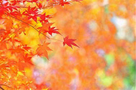 Maple leaves Stock Photo - Rights-Managed, Code: 859-08358284