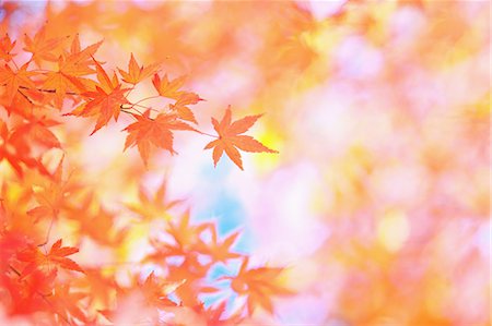 Maple leaves Stock Photo - Rights-Managed, Code: 859-08358285