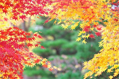 red pine - Maple leaves Stock Photo - Rights-Managed, Code: 859-08358291