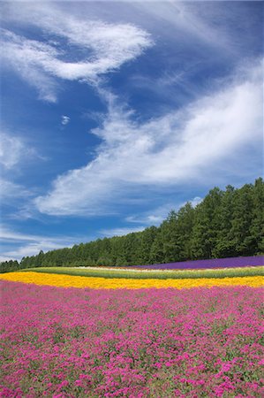 furano - Hokkaido, Japan Foto de stock - Direito Controlado, Número: 859-08358565