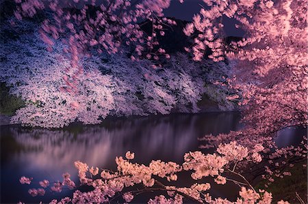 sakura flower - Tokyo, Japan Stock Photo - Rights-Managed, Code: 859-08358802