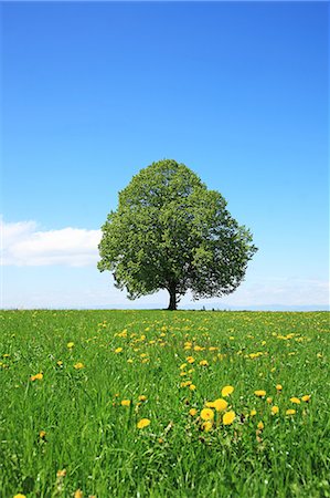 photo of lone tree in the plain - Switzerland Stock Photo - Rights-Managed, Code: 859-08358832