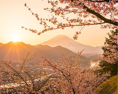 sunset, flowers - Kanagawa Prefecture, Japan Foto de stock - Con derechos protegidos, Código: 859-08359135