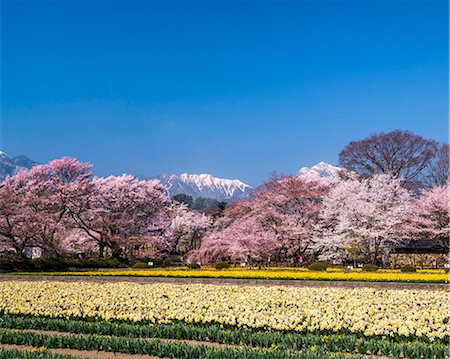 daffodils scenic nobody - Yamanashi Prefecture, Japan Stock Photo - Rights-Managed, Code: 859-08359144