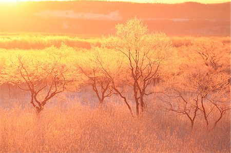 erle - Hokkaido, Japan Stockbilder - Lizenzpflichtiges, Bildnummer: 859-08359173