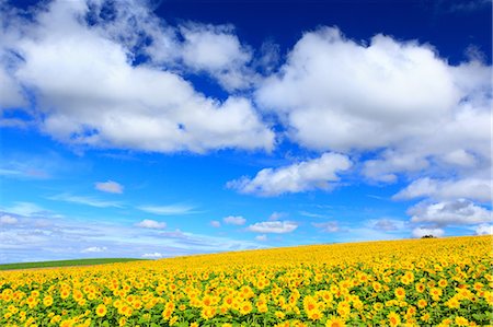 sunflowers field - Hokkaido, Japan Photographie de stock - Rights-Managed, Code: 859-08359200