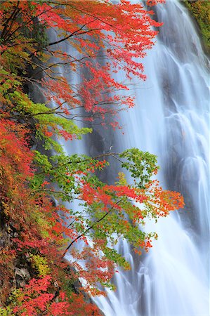 forest japan - Akita Prefecture, Japan Photographie de stock - Rights-Managed, Code: 859-08359303