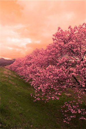 pink sky trees - Yamagata Prefecture, Japan Stock Photo - Rights-Managed, Code: 859-08359314