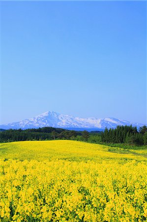 pictures of beautiful flowers in snow - Akita Prefecture, Japan Stock Photo - Rights-Managed, Code: 859-08359316