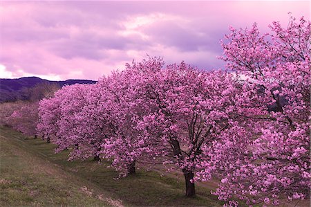 pink sky trees - Yamagata Prefecture, Japan Stock Photo - Rights-Managed, Code: 859-08359313