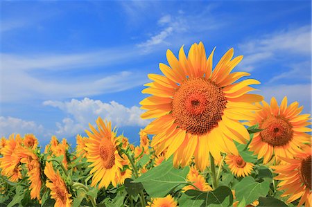 field of orange flowers - Sunflower field Stock Photo - Rights-Managed, Code: 859-08359332