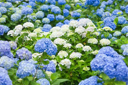 pétale - Hydrangea flower field Photographie de stock - Rights-Managed, Code: 859-08359384