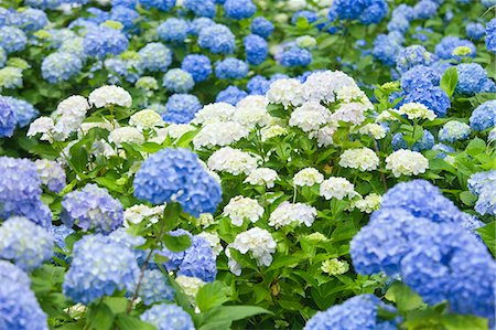 Hydrangea flower field Stockbilder - Lizenzpflichtiges, Bildnummer: 859-08359384