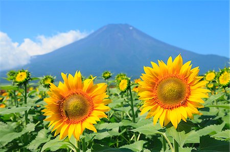 simsearch:622-07841492,k - Yamanashi Prefecture, Japan Stock Photo - Rights-Managed, Code: 859-08359414