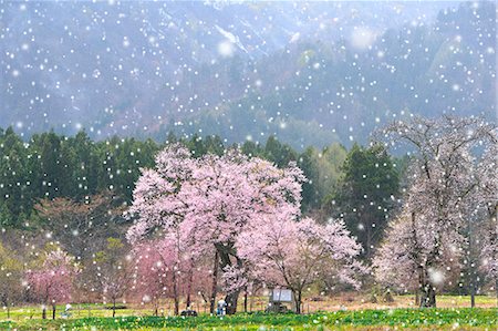 pictures of beautiful flowers in snow - Yamagata Prefecture, Japan Stock Photo - Rights-Managed, Code: 859-08359431