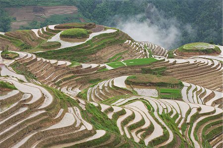 rice paddy - China Stock Photo - Rights-Managed, Code: 859-08359482