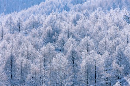 Nagano Prefecture, Japan Foto de stock - Con derechos protegidos, Código: 859-08359503