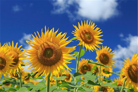 sonnenblume - Sunflower field Stockbilder - Lizenzpflichtiges, Bildnummer: 859-08359536