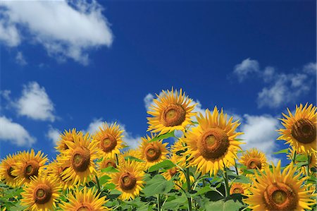 Sunflower field Foto de stock - Con derechos protegidos, Código: 859-08359532