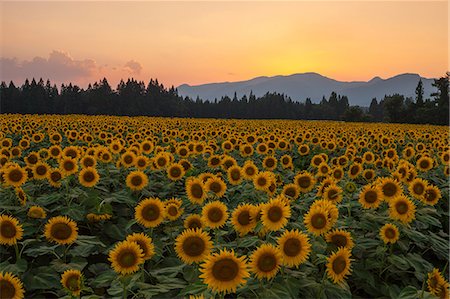 Niigata Prefecture, Japan Photographie de stock - Rights-Managed, Code: 859-08359733