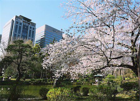 simsearch:859-07495255,k - Cherry blossoms in full bloom in Tokyo Foto de stock - Con derechos protegidos, Código: 859-08384624