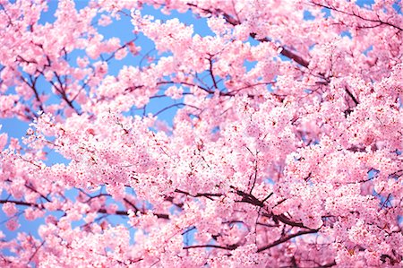 relaxation nature - Cherry blossoms Stock Photo - Rights-Managed, Code: 859-08481589