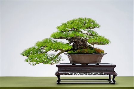pinaceae - Bonsai Stock Photo - Rights-Managed, Code: 859-08481634