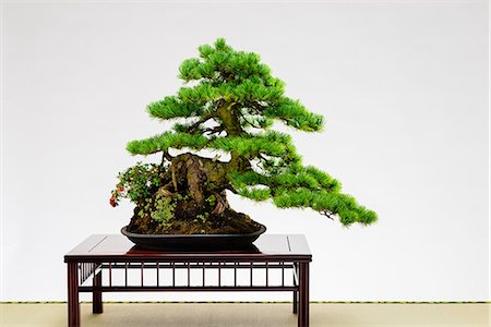 fine - Bonsai Stock Photo - Rights-Managed, Code: 859-08481639