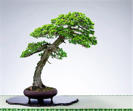 simsearch:859-08481637,k - Bonsai Stock Photo - Rights-Managed, Code: 859-08481631