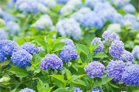 rainy season - Hydrangea flowers Stock Photo - Rights-Managed, Code: 859-08481660