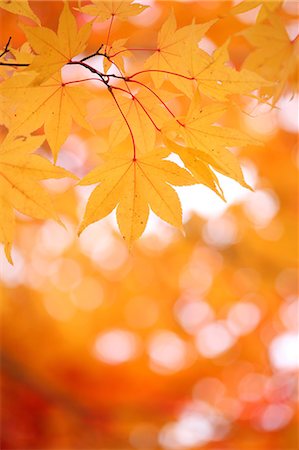 Maple leaves Stock Photo - Rights-Managed, Code: 859-08481661