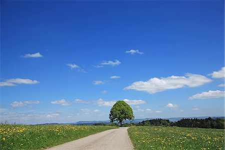 photo of lone tree in the plain - Switzerland, Canton Bern, Emmental Stock Photo - Rights-Managed, Code: 859-08769795