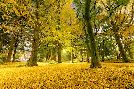 side lit - Autumn leaves in a city park downtown Tokyo, Japan Stock Photo - Rights-Managed, Code: 859-08993889